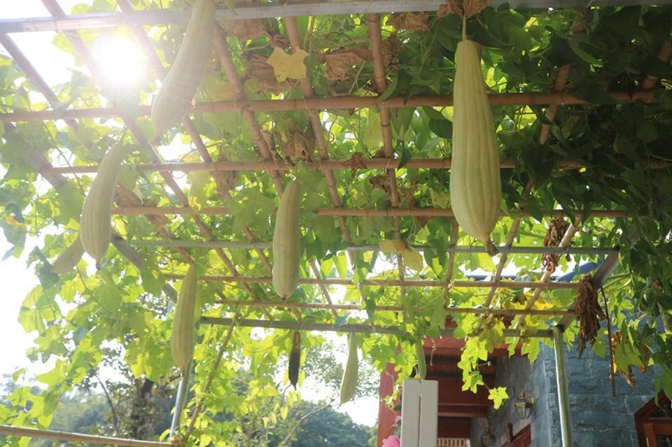 Hang Mua Nature Homestay Ninh Bình Extérieur photo